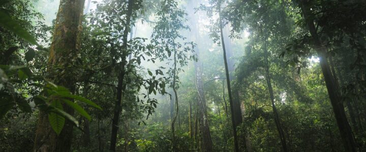 Tropické lesy jsou významný propad uhlíku z atmosféry